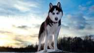 siberian husky wallpaper