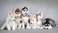 snow siberian husky puppies wallpaper hd