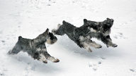 schnauzers in snow