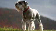 standard schnauzer dog wallpaper