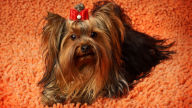 yorkshire terrier hd