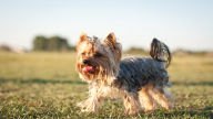 yorkshire terrier