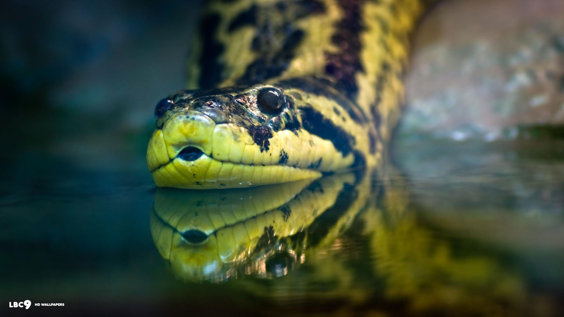 anaconda giallo
