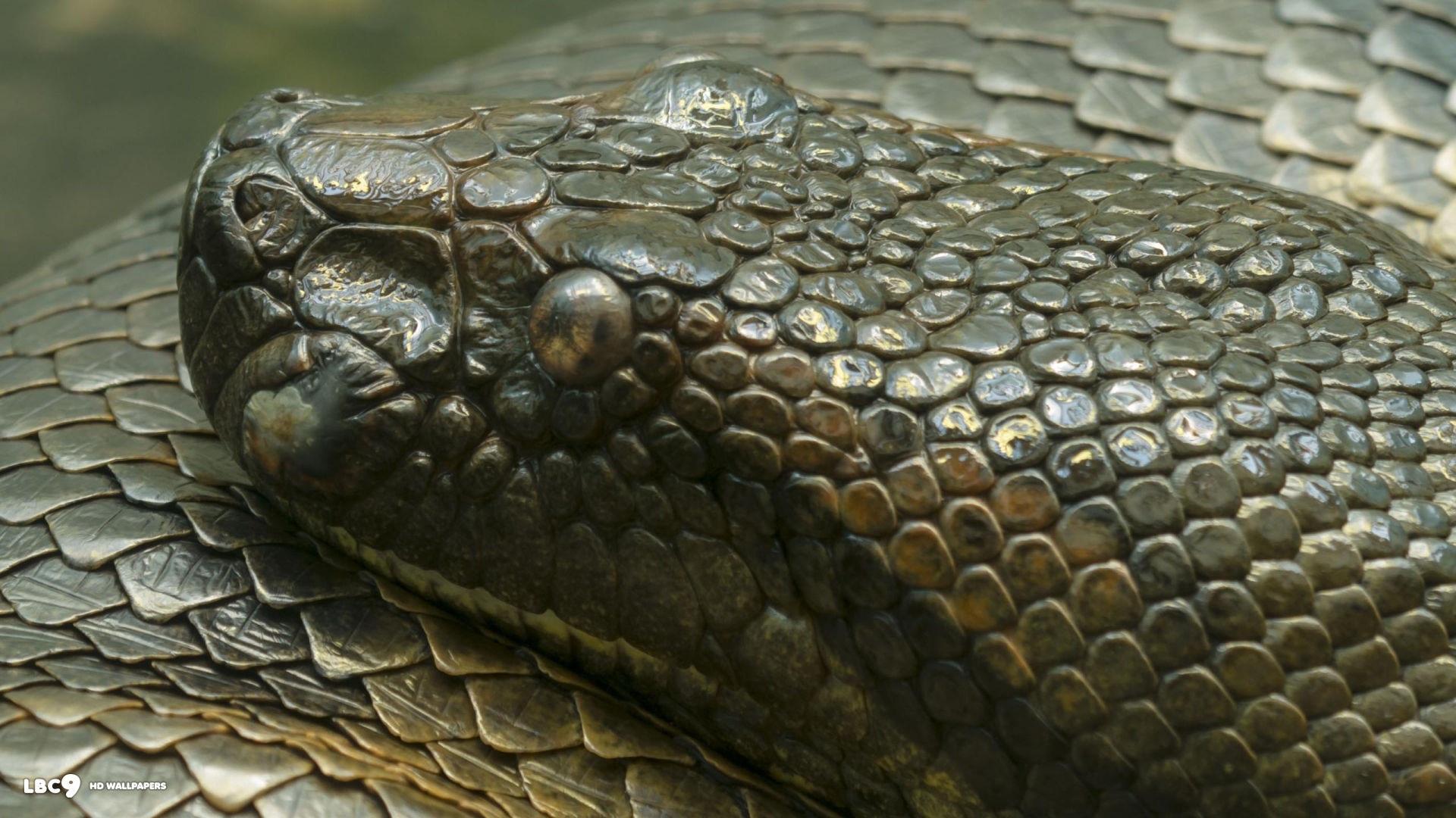 anaconda hd wallpaper
