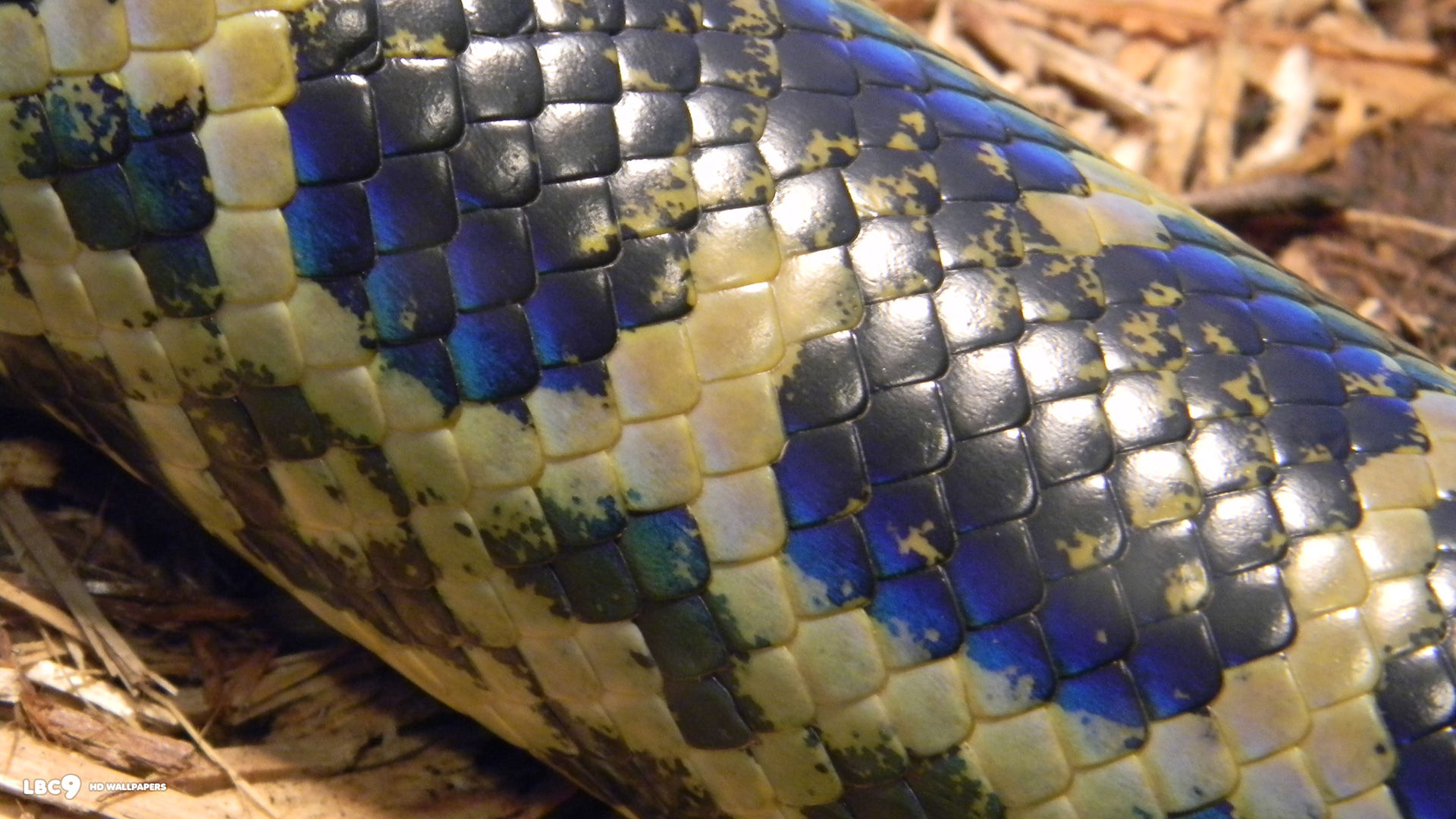 dark spotted anaconda