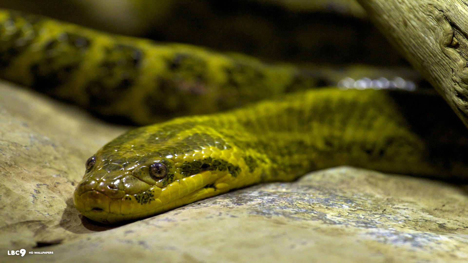 yellow anaconda eunectes notaeus