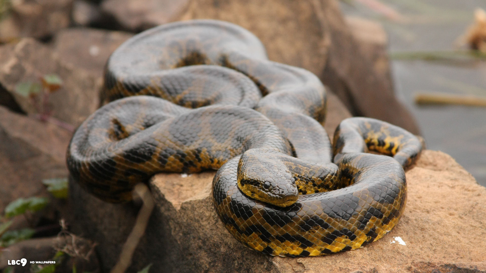 yellow anaconda