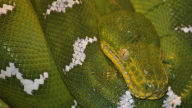 emerald tree boa 1080p