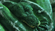 emerald tree boa hd wallpaper