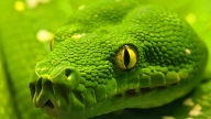 emerald tree boa wallpaper