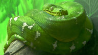 emerald tree boa with lightning bolts stripes