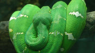 emerald tree boa wrapped on a branch 1920x1080