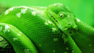 green boa snake corallus caninus