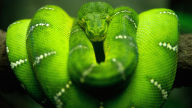 green tree boa snake 1920x1080