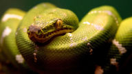 light green tree boa snake desktop background