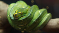 non venomous emerald tree boa