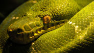 zoo green boa snake hd