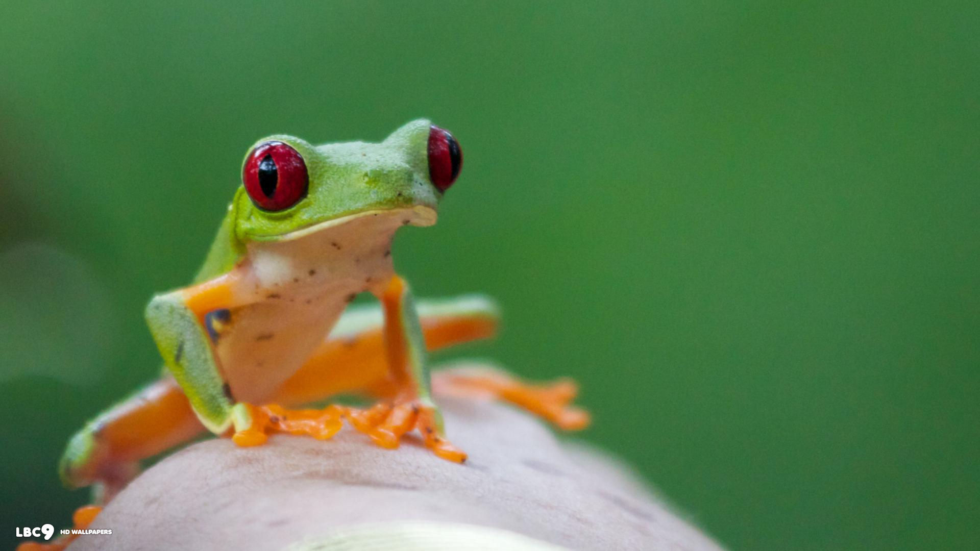 amphibian frog 1080p