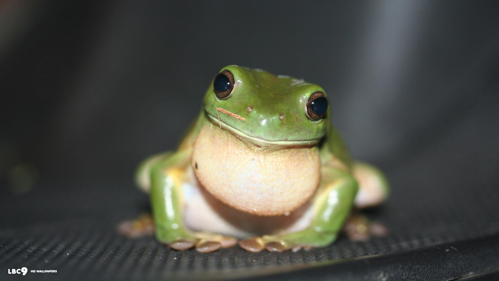 amphibian frog 1920x1080