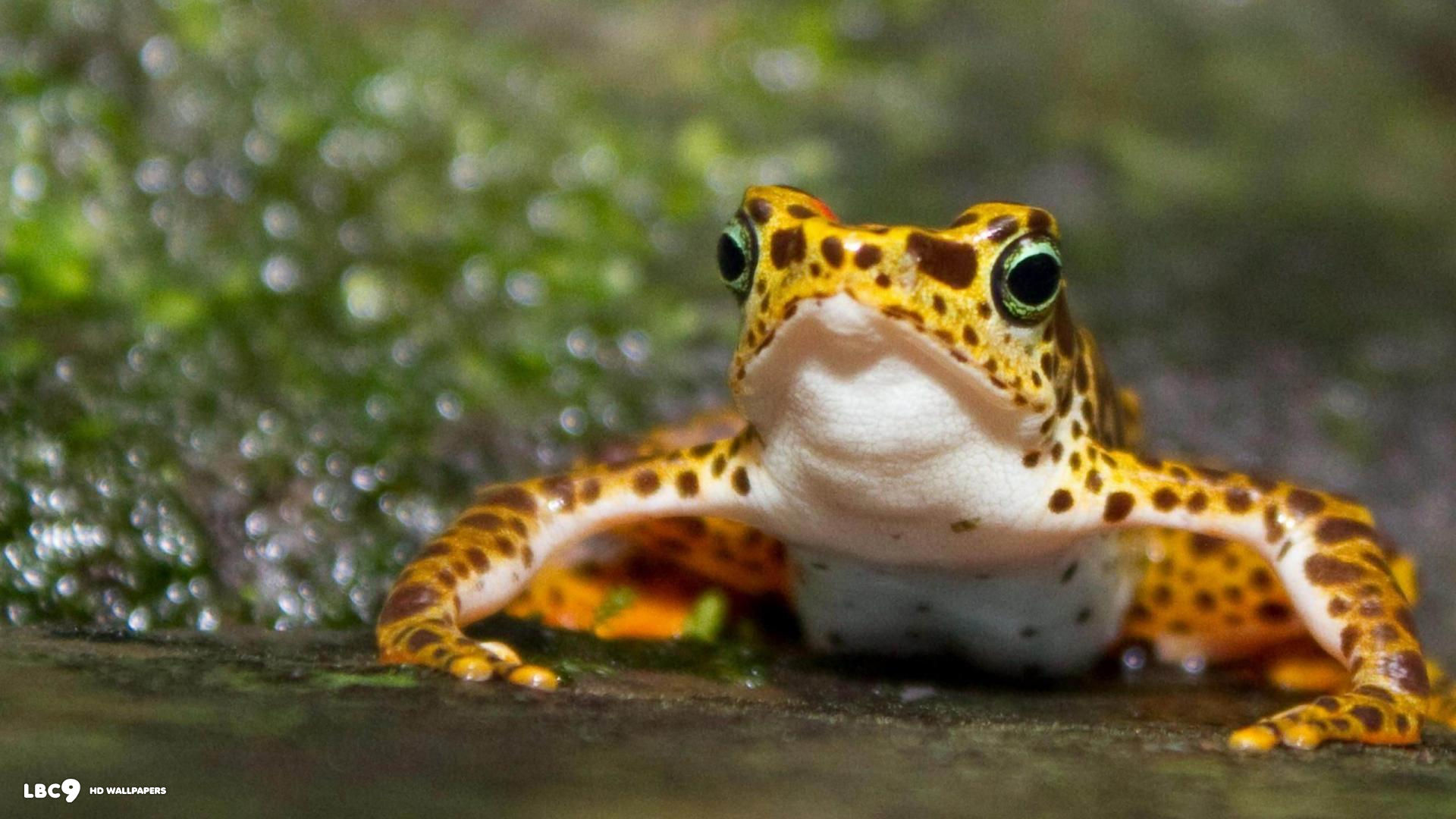 amphibian frog hd background