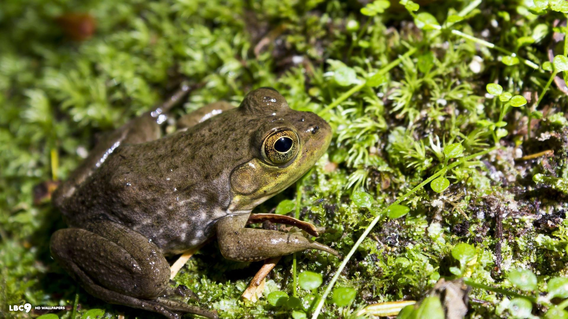 animals frog 1080x1920