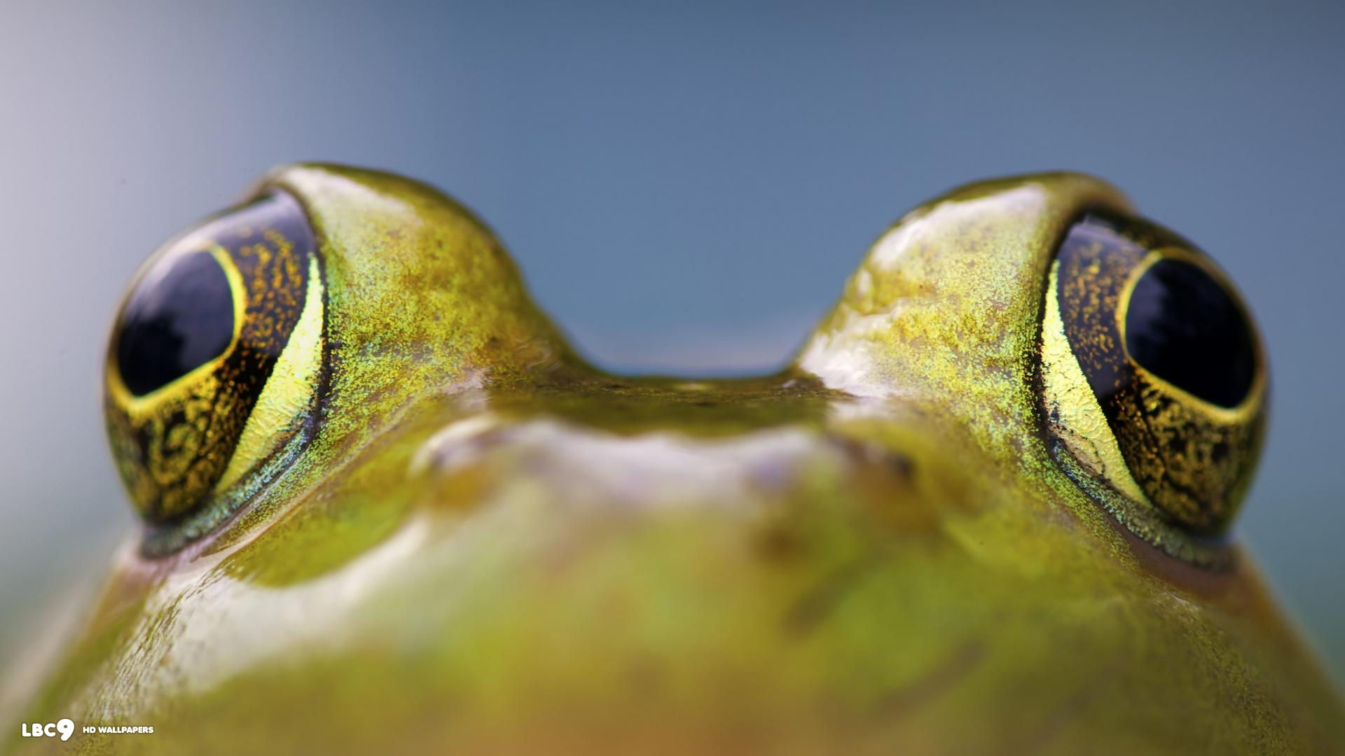 big eyed frog desktop wallpaper