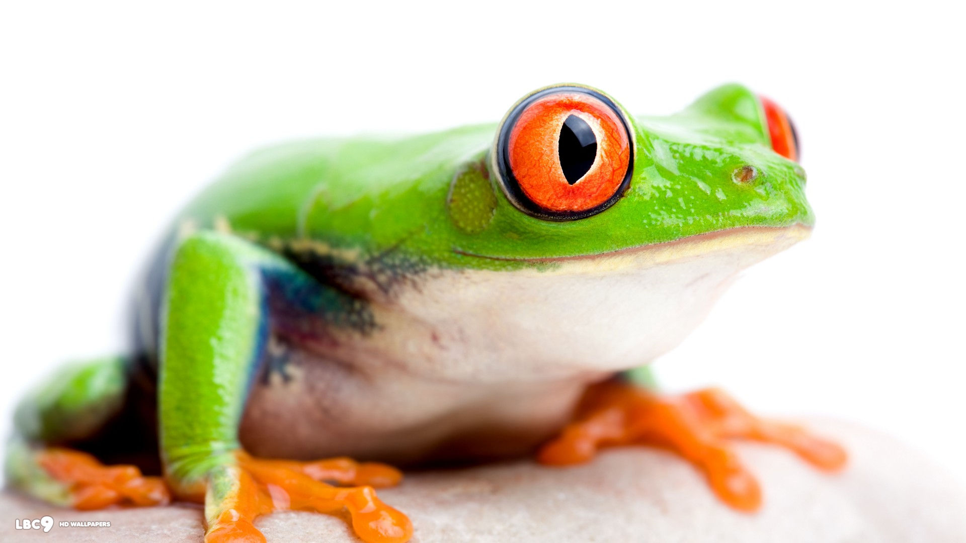 big orange frog eye 1920x1080