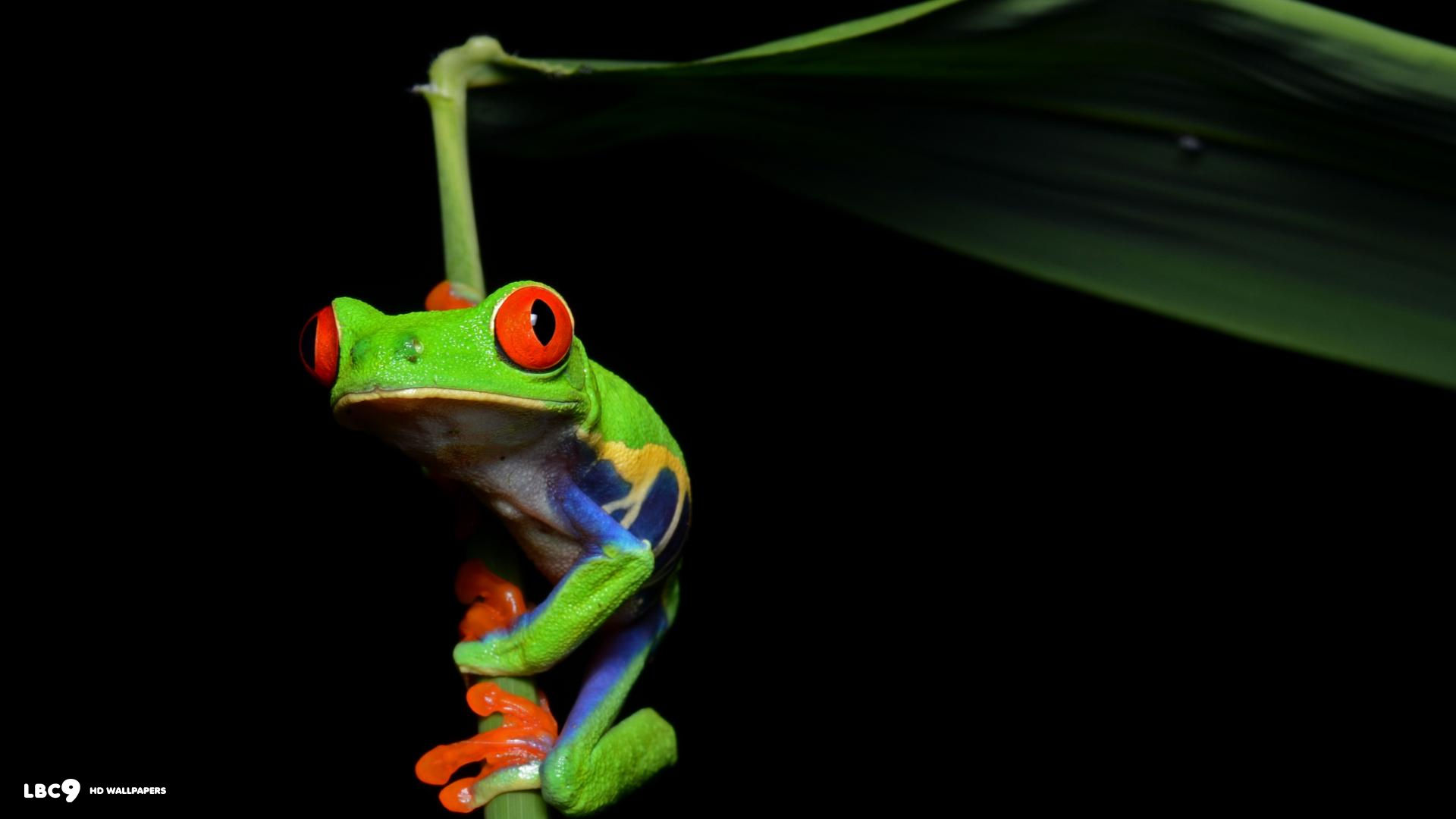 black background frog