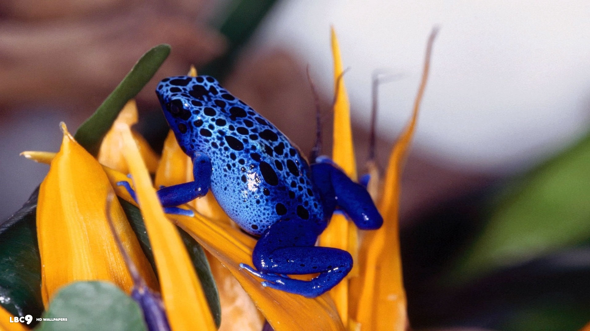 blue frog okopipi hd background