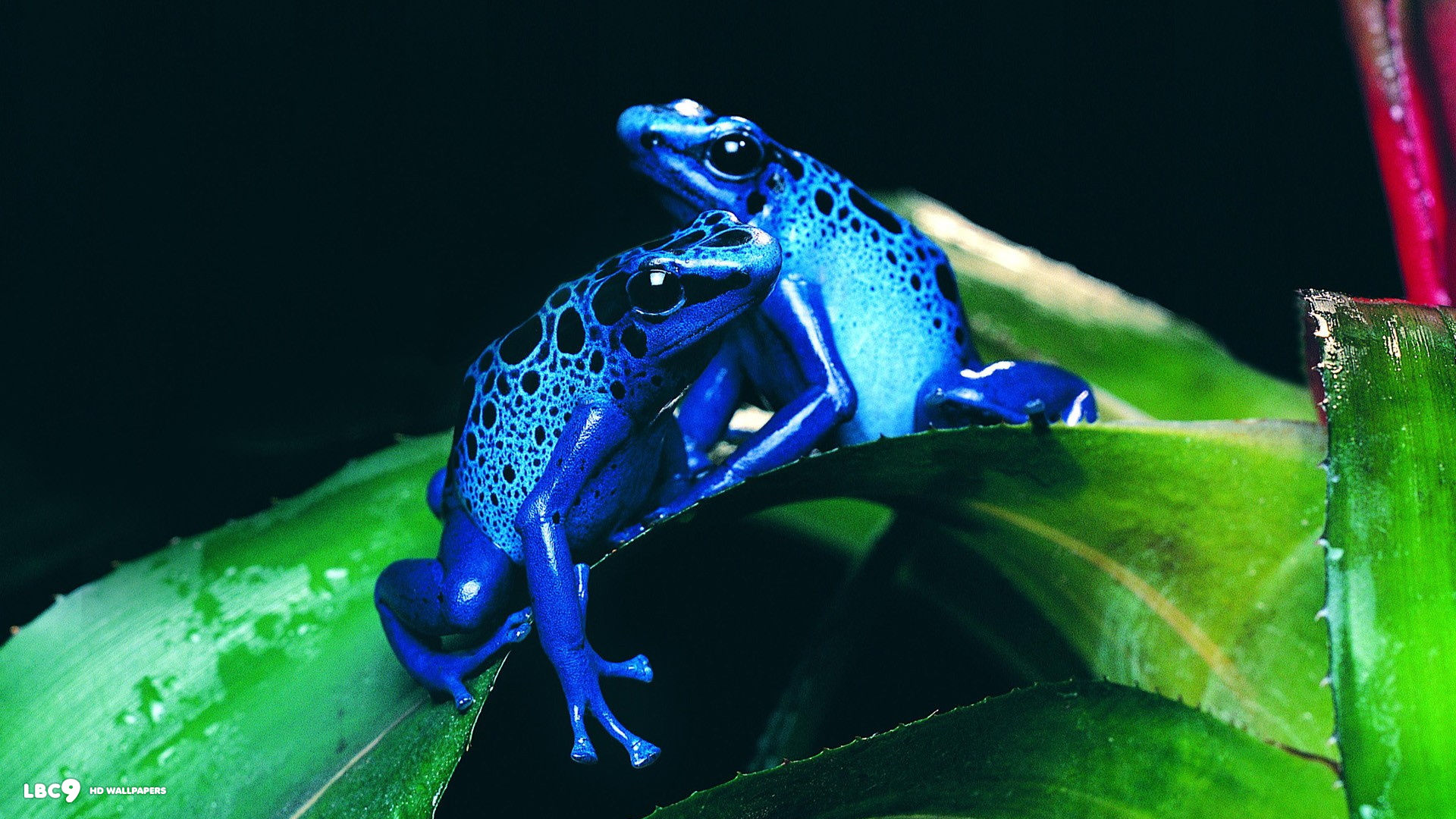 blue frogs hd wallpaper