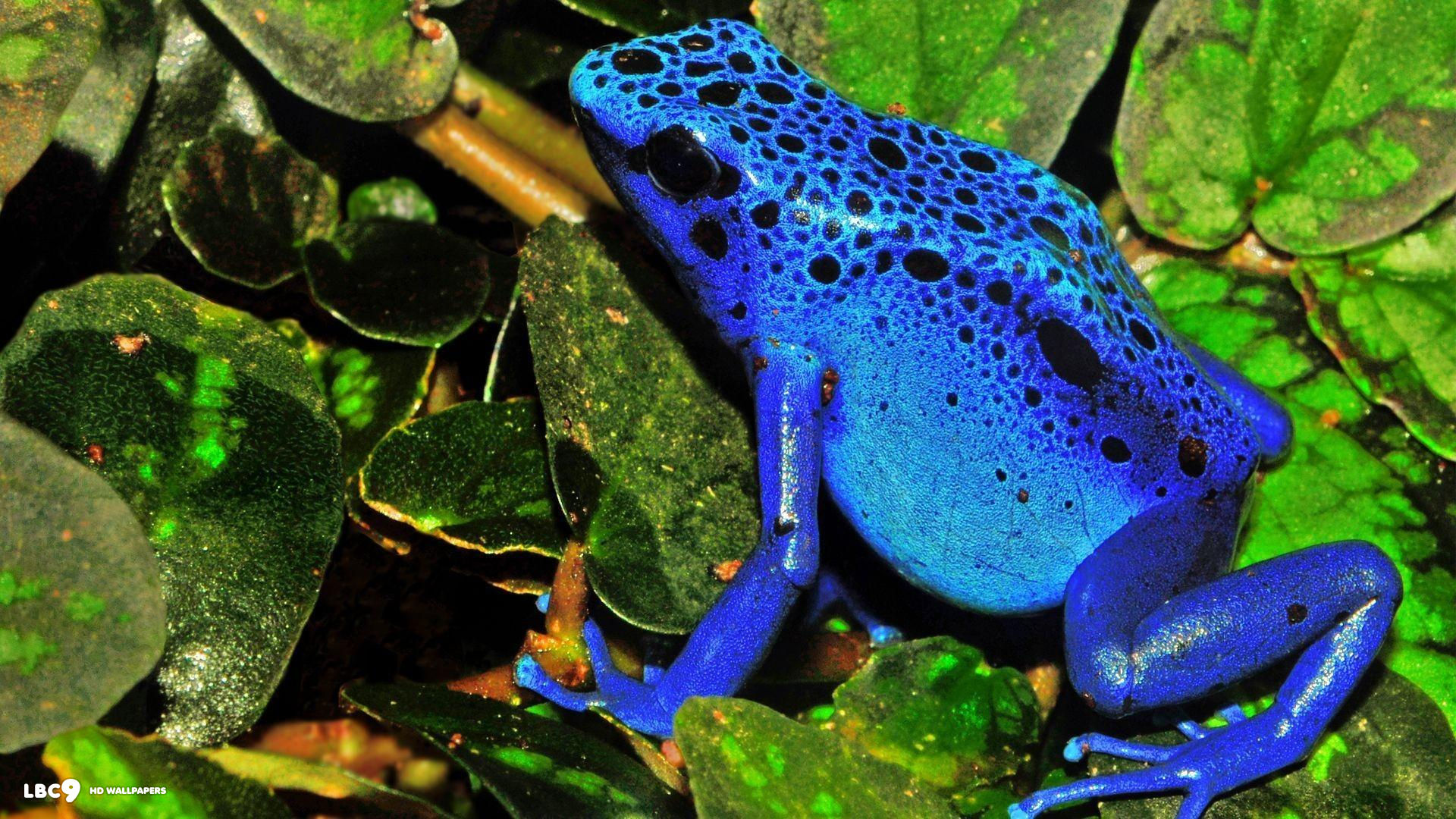 blue poison dart frog from south america 1080x1920