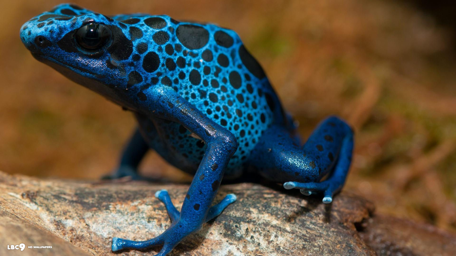 blue poison dart frog