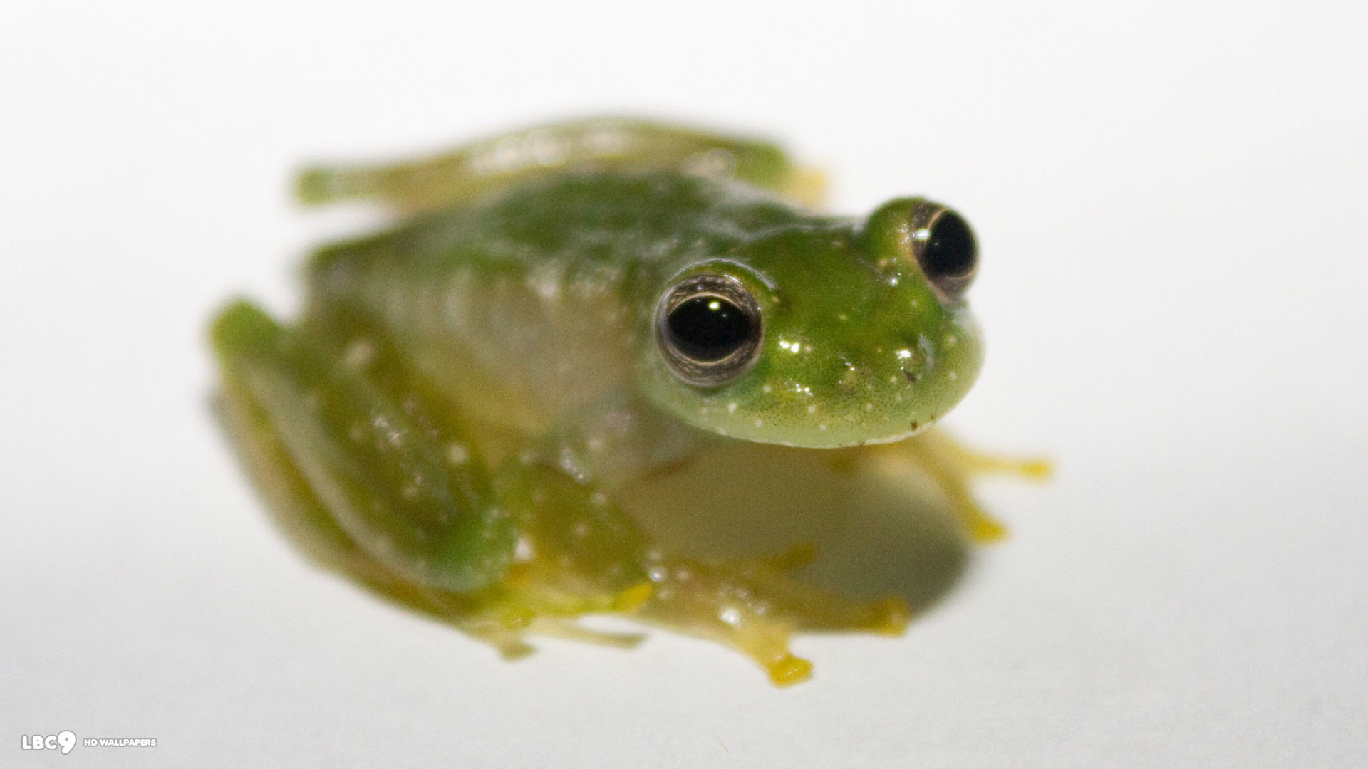 cochranella pulverata