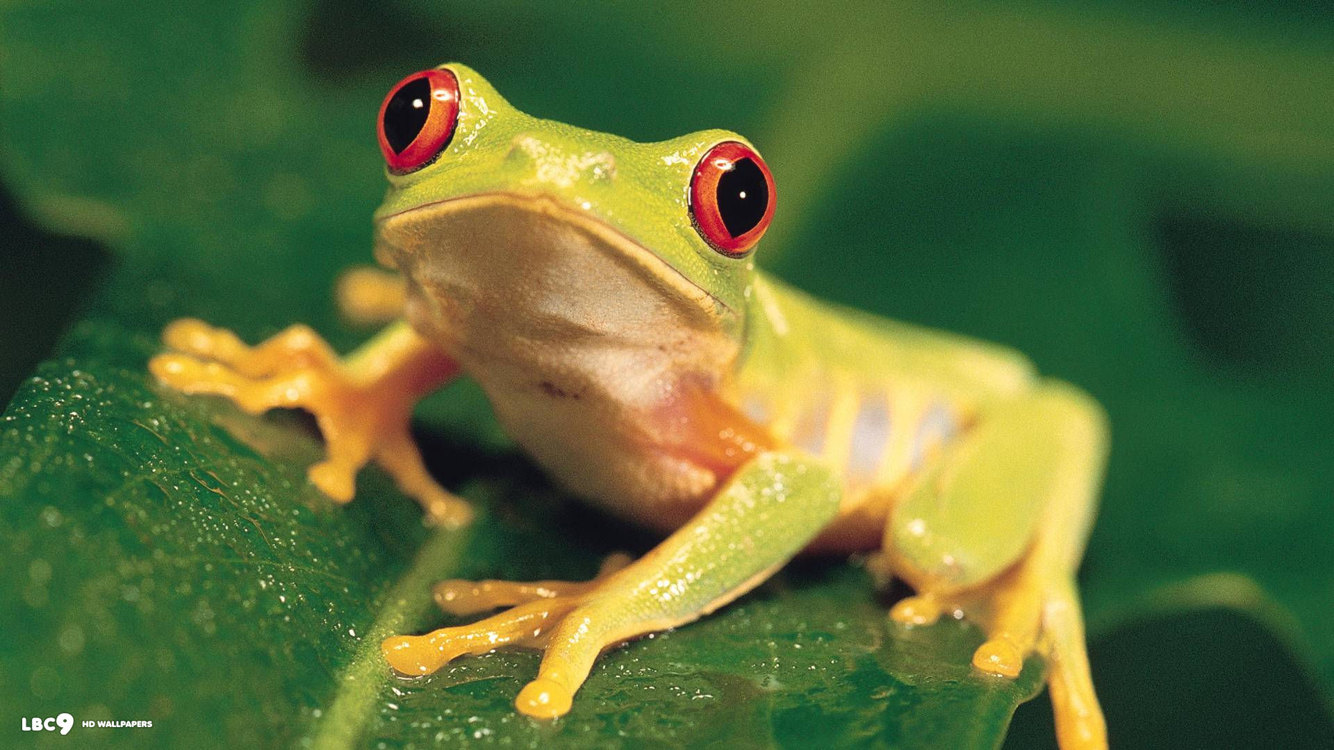 colorful red eyed tree frog