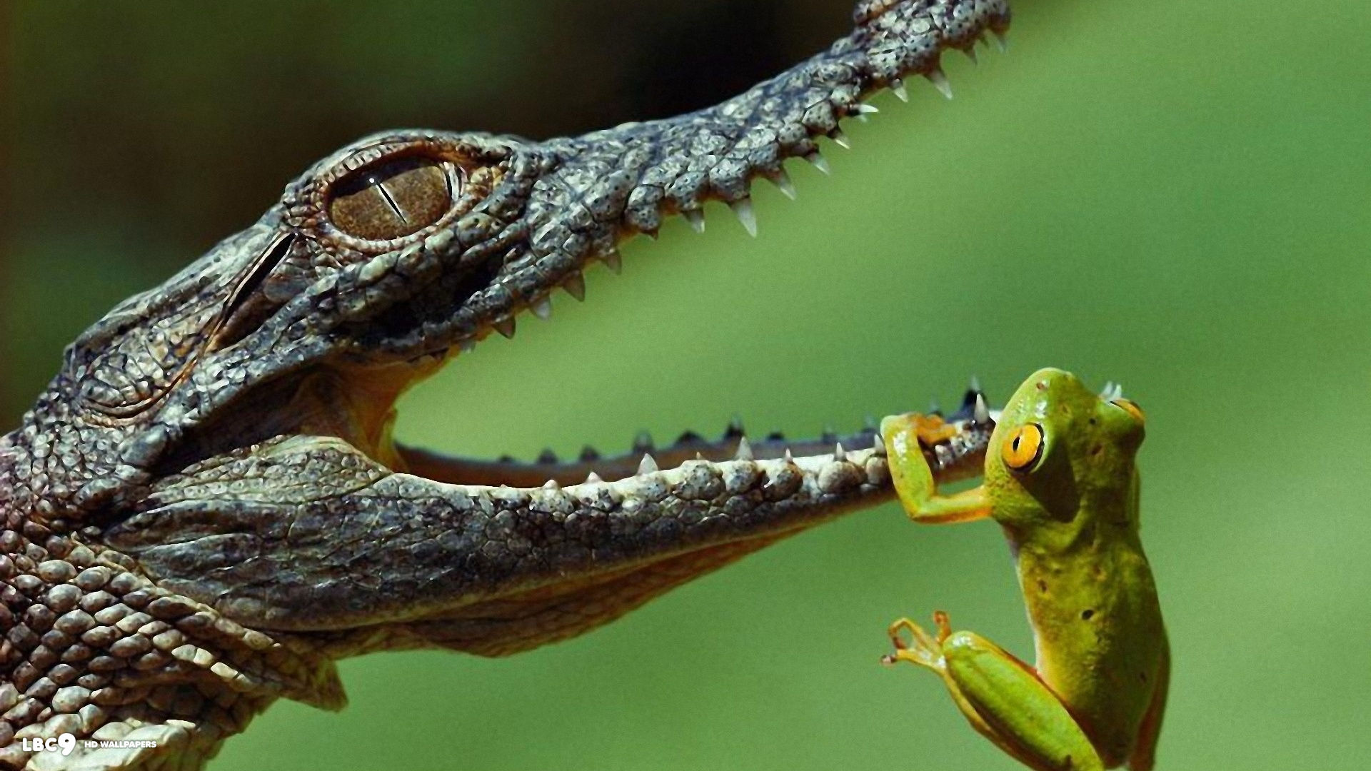 crocodile and the frog 1920x1080