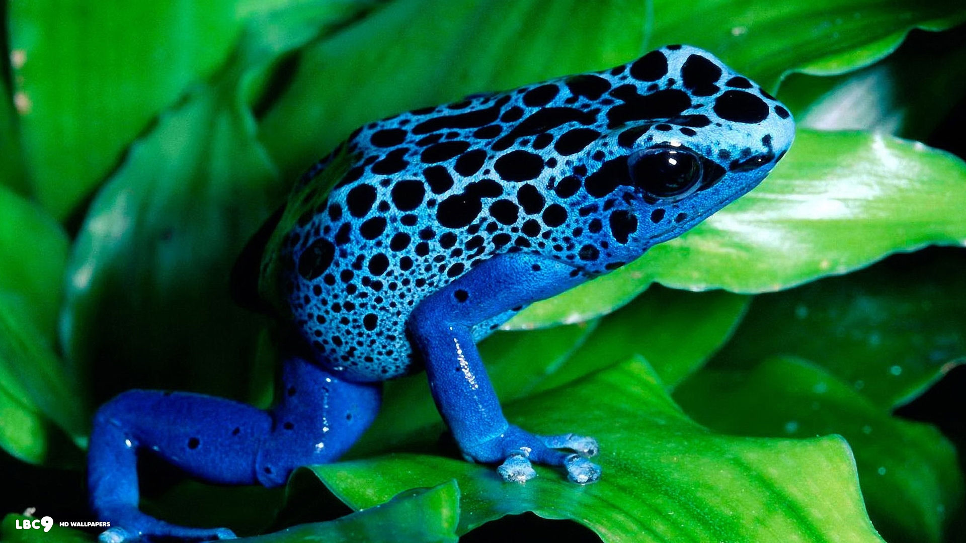 dendrobates azureus
