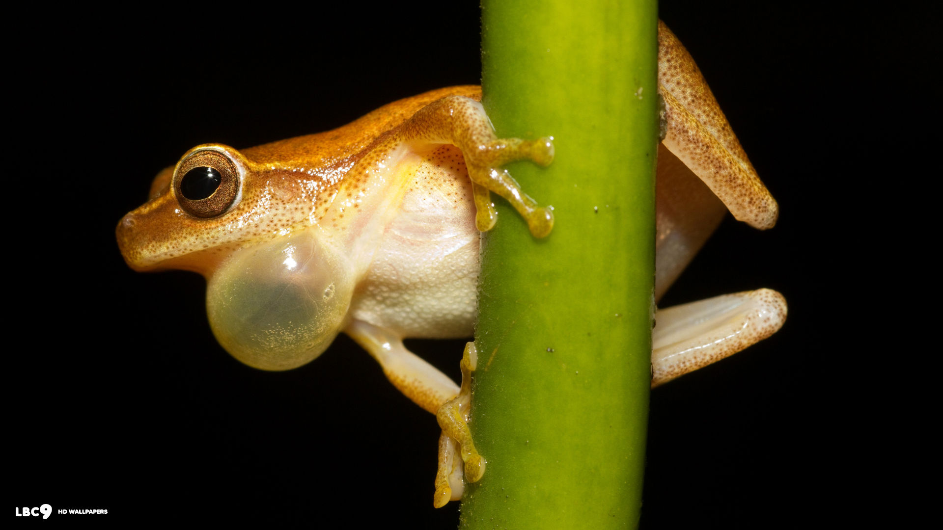 dendropsophus microcephalus