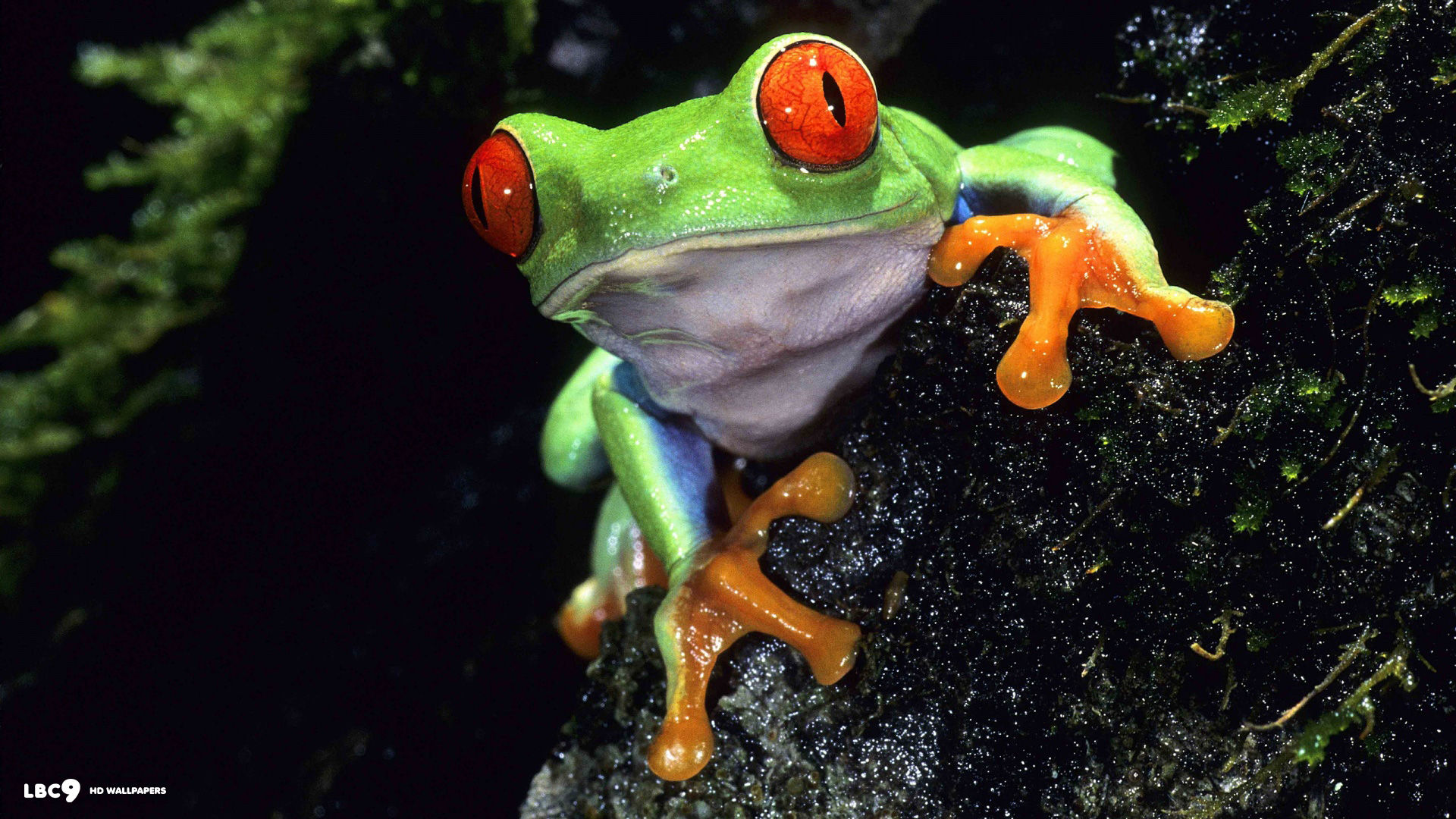 download red eyed tree frog
