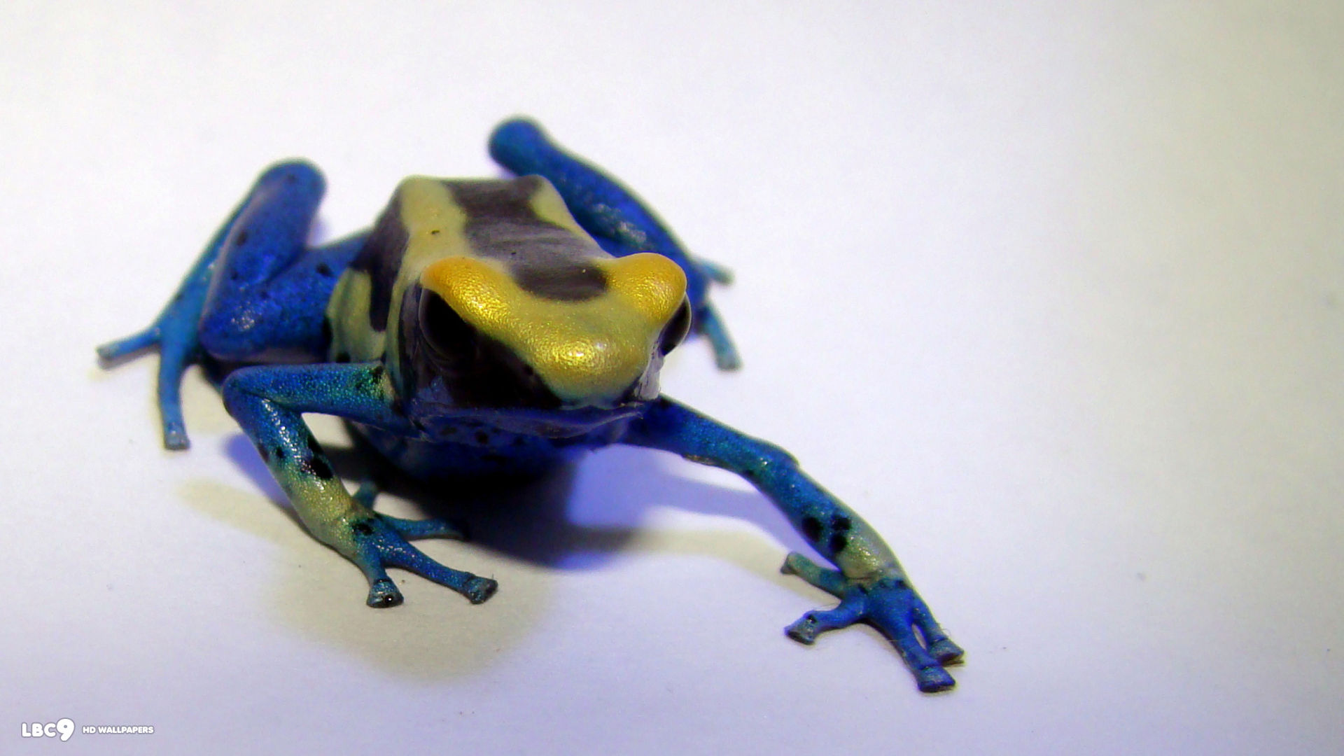 dyeing dart frog dendrobates tinctorius