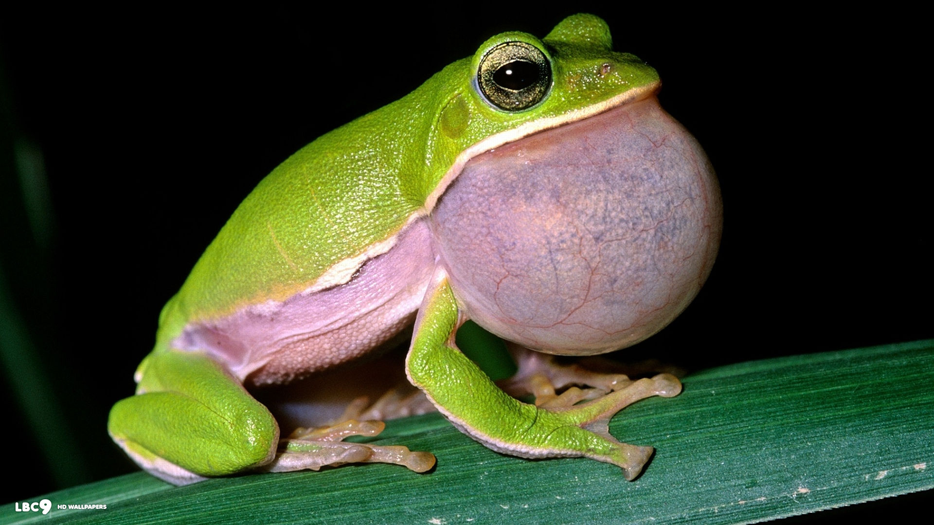 eastern sedge frog 1920x1080