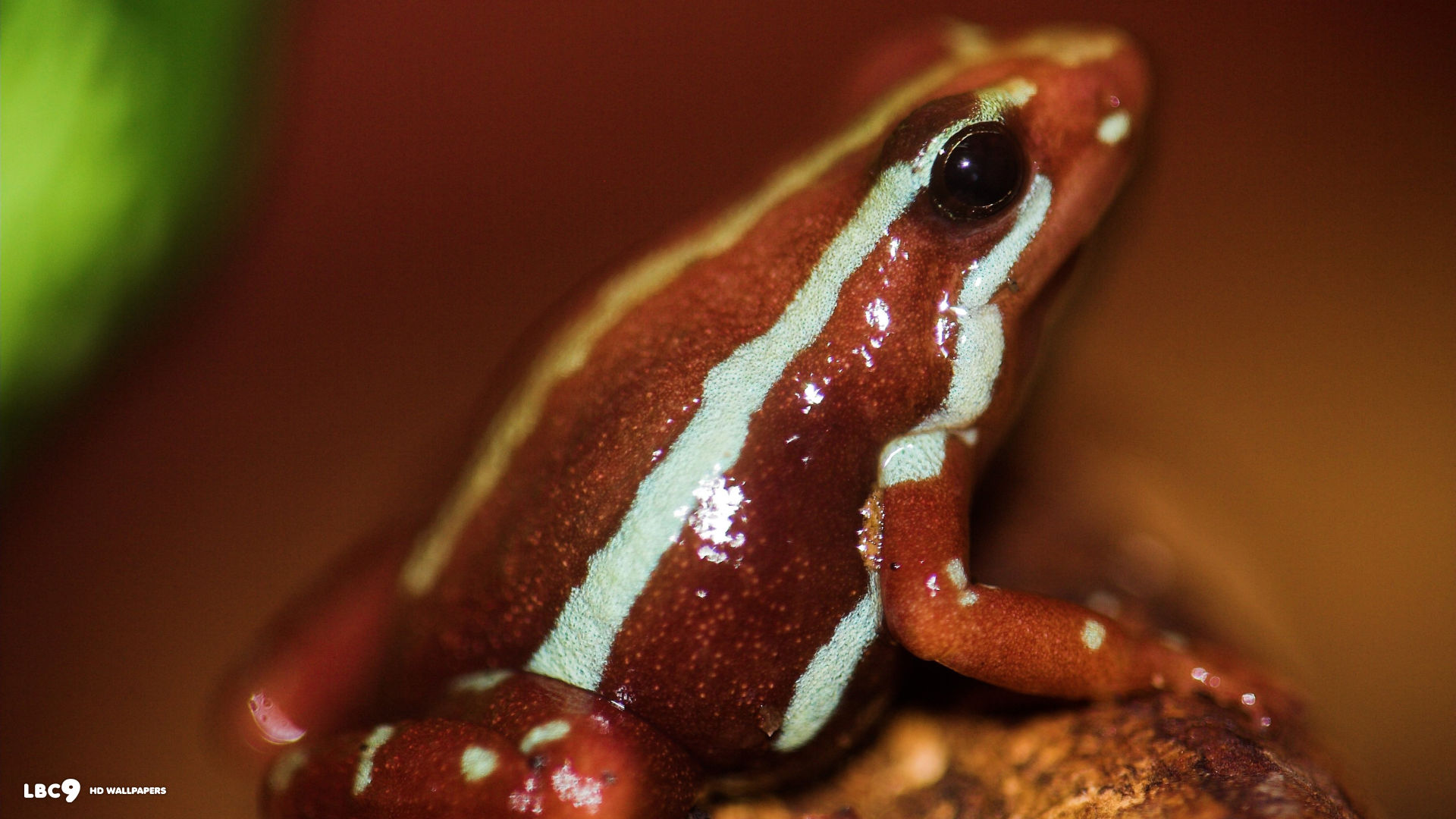 epipedobates tricolor close
