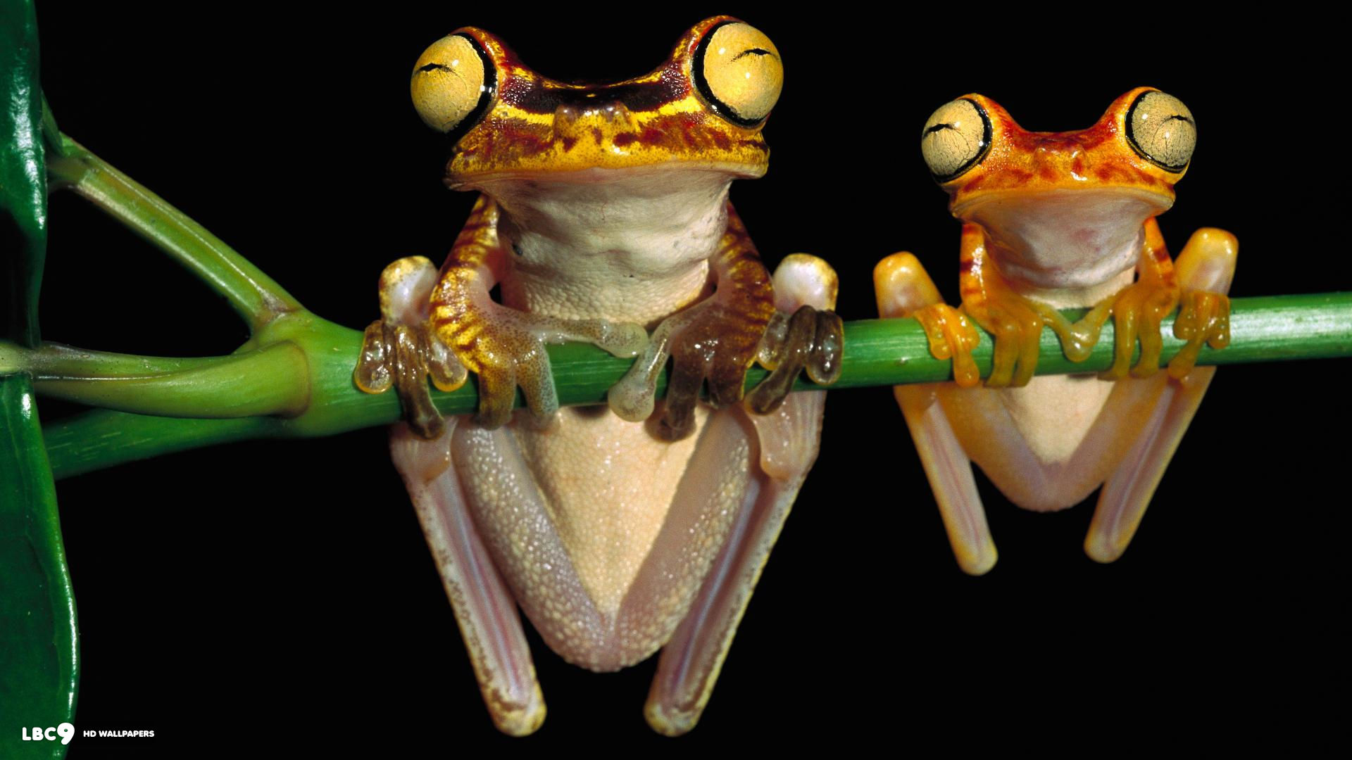 eyes frog reptiles tree frog 1080x1920