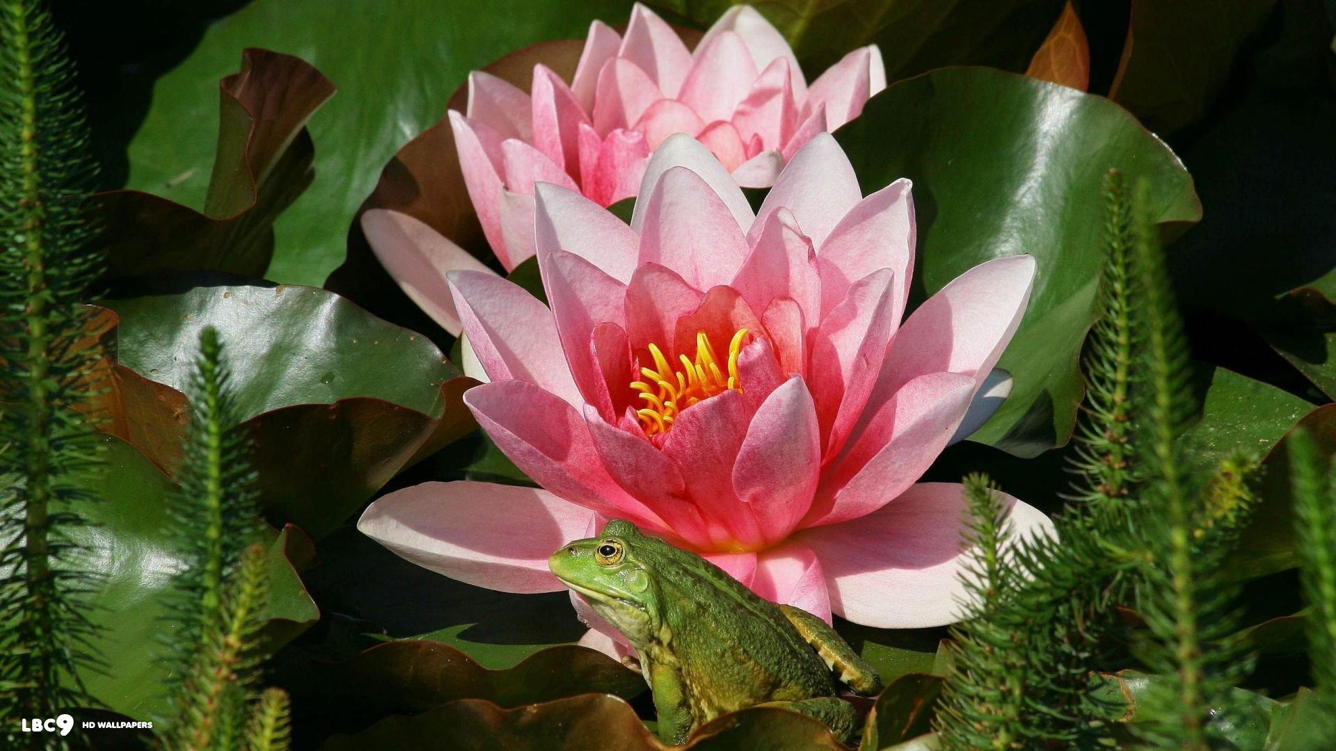 frog and pink water lilies 1080x1920