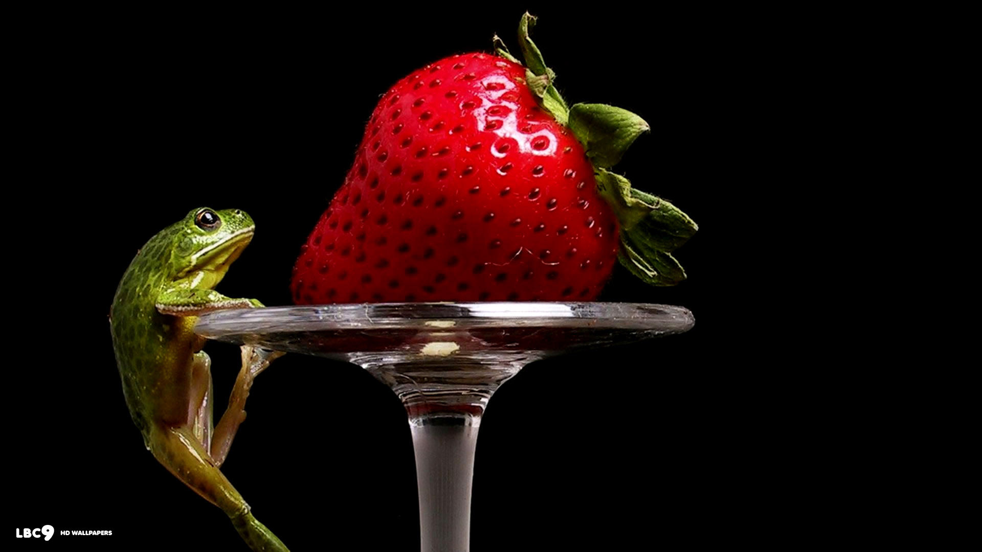 frog and the strawberry