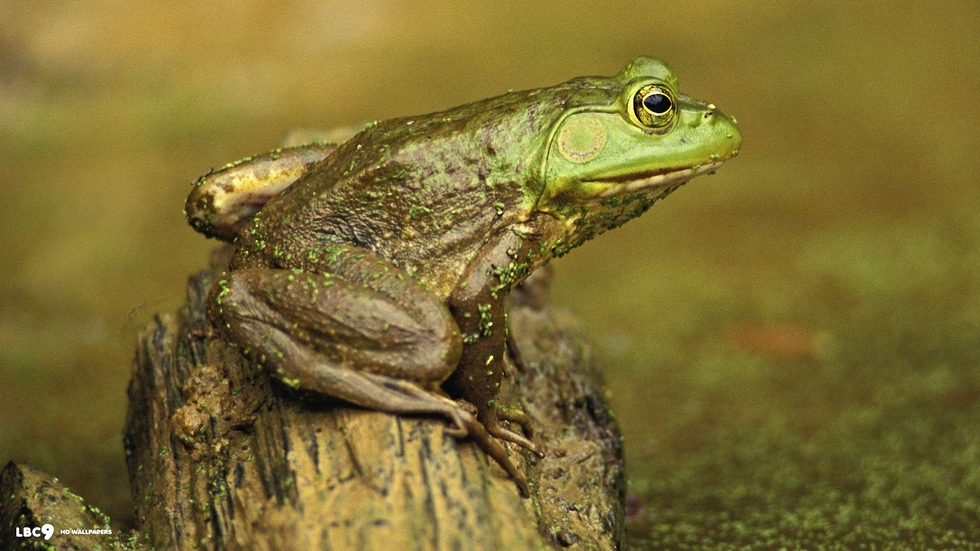 frog brown green 1920x1080