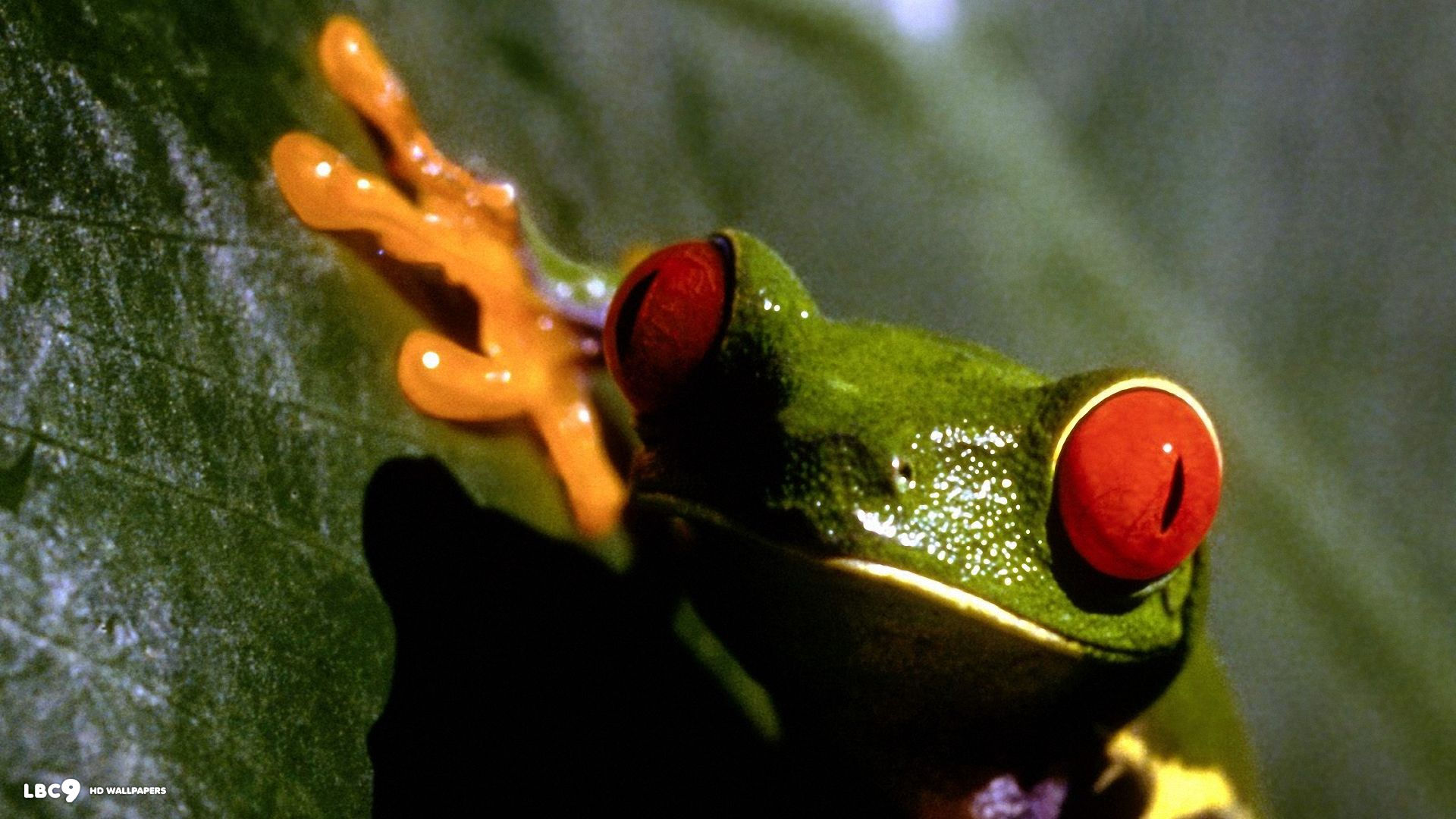 frog funny 1920x1080