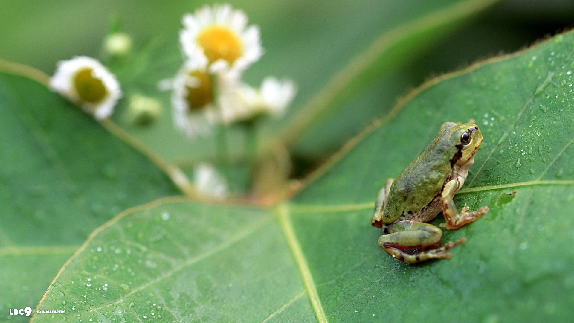 frog grass leaf jump