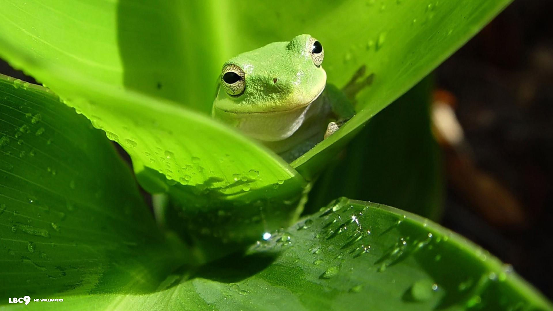 frog green 1920x1080