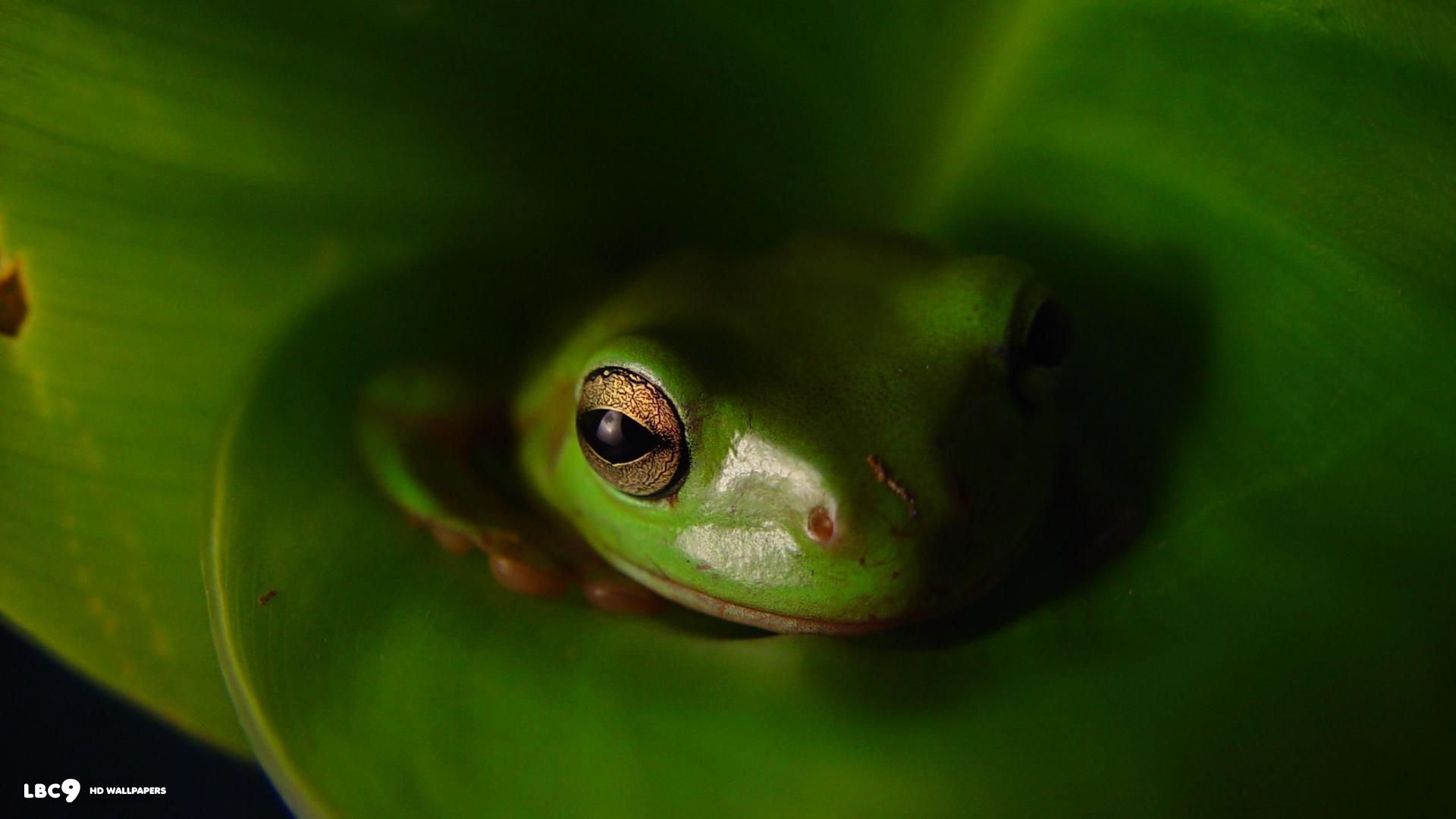 frog leaf hd wall