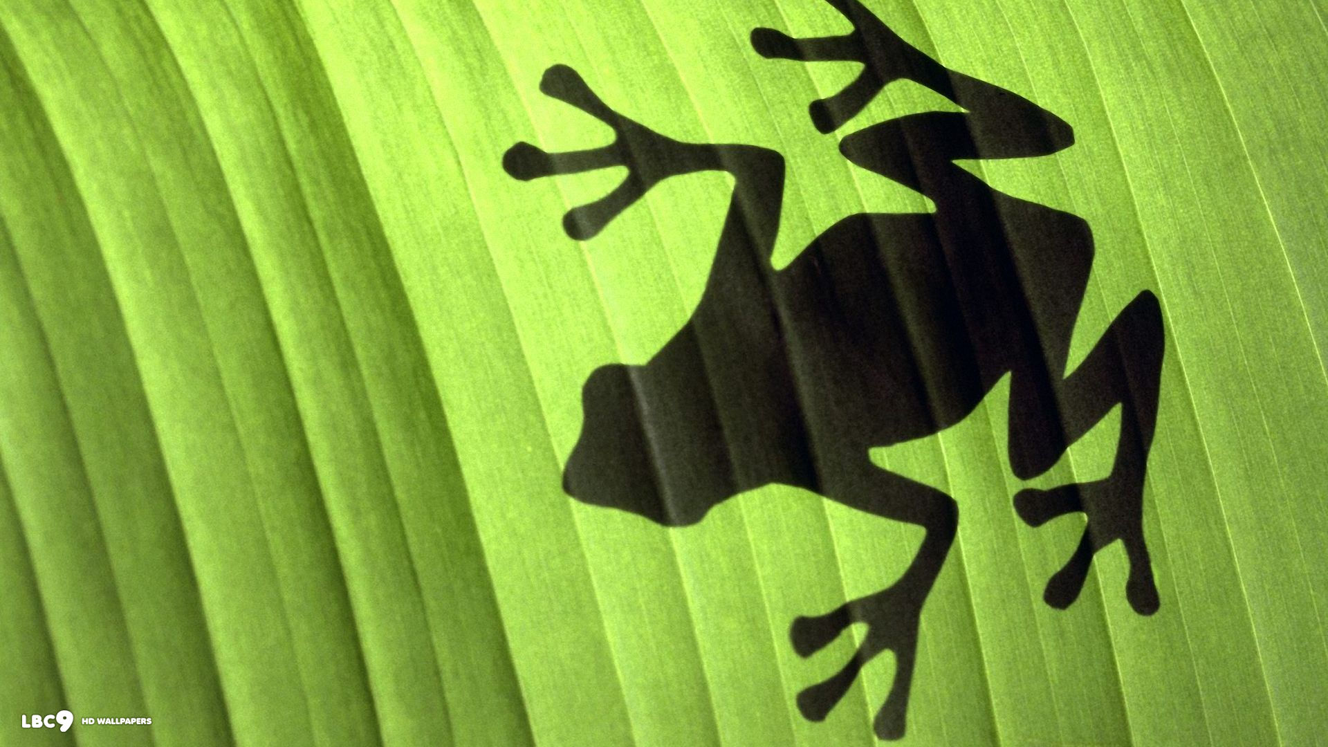 frog leaf shadow